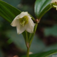 Disporum cantoniense var. cantoniense (Lour.) Merr.